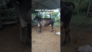 Cuando me dicen que la vaca es mancita humor contenido caballos vacas rancho [upl. by Uoliram]