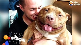 Happy Pit Bull Dog Loves It When His Dad Babies Him  The Dodo Pittie Nation [upl. by Heisser]