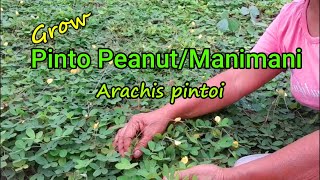 Growing Pinto peanutGrass peanutManimani  Arachis pintoi [upl. by Toffic]