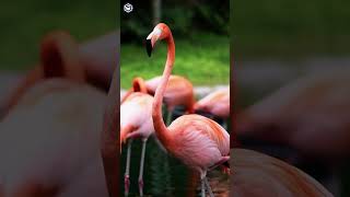 A BEAUTIFUL FLAMINGO shorts animalcute animals [upl. by Nolyarb]