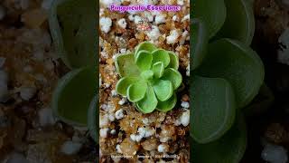 Pinguicula Esseriana quotTiny but mighty beautifulquot Esseriana CarnivorousPlants Pinguicula india [upl. by March]