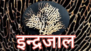 इन्द्रजाल  Sea fan  Sea wipes  A Facts  Conchology [upl. by Beberg]