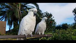 Stunning Australian Native Birds Explore My Yard Cockatoos Rainbow Lorikeets Cockatoos in Action [upl. by Stouffer]