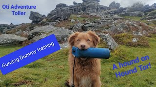 Stunning location great place for some gundog dummy training  Hound Tor Dartmoor [upl. by Sherfield]