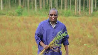 PLANTING AND HARVEST OF FLAX SEEDS WITH OMUKENKUFU NYANZI JULIUS Part 2 [upl. by Iatnwahs]