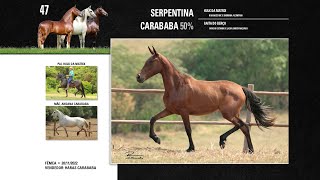 47 Serpentina Carababa 50 [upl. by Heidy]