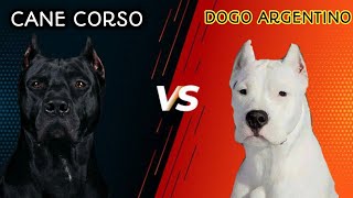 Cane Corso VS Dogo ArgentinoComparision dogoargentino canecorso [upl. by Ramsay518]