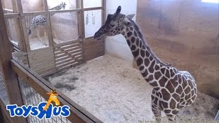 Animal Adventure Parks April the Giraffe  Live Birth  Archive footage [upl. by Llekcir]