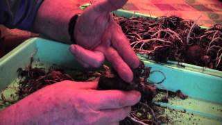 AMARYLLIS  TIPS ON BULB CARE AND STORAGE  READ DESCRIPTION [upl. by Oregolac]