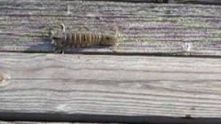 Mantis Shrimp Caught at Carolina Beach [upl. by Timmie101]