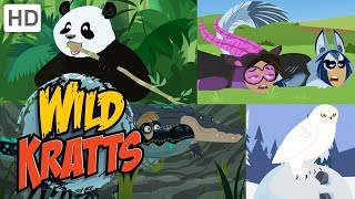 Wild Kratts 🐺🐼 Exploring the Animal Kingdom 🐊🦉 Kids Videos [upl. by Anaeed221]