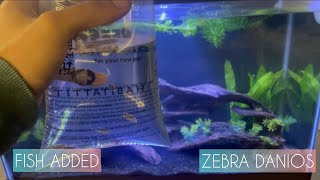 ADDING ZEBRA DANIOS TO THE 29 GALLON AQUARIUM [upl. by Alekahs]