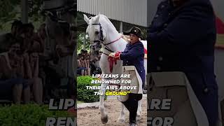 Lipizzans the Ballet Dancers of Horses [upl. by Ahtekahs]