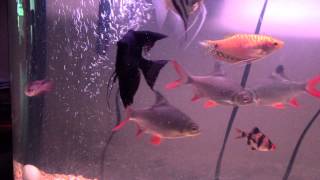 Aquarium with Tin Foil barbs Angel Fish Gouramis and Tiger Barbs [upl. by Noivax962]