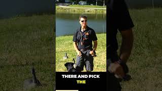 Using an Assistant for Steadiness Training  Duck Dog Training [upl. by Santa]