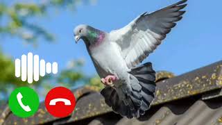 Ringtone song ll New Ringtone Il Mobile Ringtone Il Call Ringtone 2024 [upl. by Nerak]