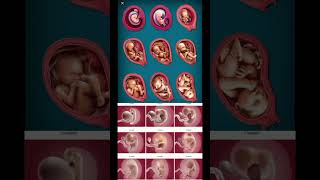 Fetus development5 week to 13 week loveandsubscribe thechannel [upl. by Issie]