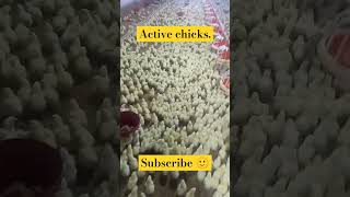 Activeness in chick 🐥broiler poultry foryou poultrydisease medicine probiotics bacteriology [upl. by Annalla]