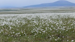 Tundra tussocks in Alaskas National Parks [upl. by Enairda]