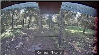 WEBCAM Corral fvsm Mallorca [upl. by Eimarej]