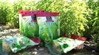 Organic Stevia Whole Dried Leaves I Taas Farms [upl. by Carola]