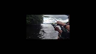 Fighting an Adirondack Black Bass Shorts [upl. by Iadam]