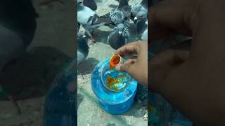 Water dispenser 🥣 of pigeons 🕊️ for medicine kalapati racingpegion merpati pigeondiet [upl. by Eisiam272]