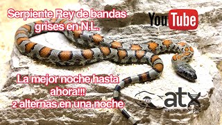 Lampropeltis alterna  Serpiente rey Nuevo León [upl. by Adnuhser]