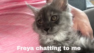 Listen To The Adorable Chatter Of Freya The Maine Coon Kitten [upl. by Charmine]