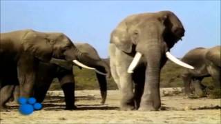 African Elephants  the Biggest Animal in Africa  part 1 [upl. by Randee548]