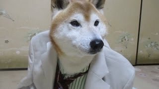 超イケメン犬に大変身の柴犬ちゃめ Shiba Inu [upl. by Eelame]