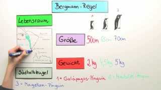 Bergmannsche Regel  Biologie  Ökologie [upl. by Kester]