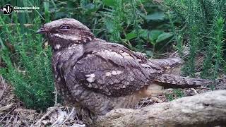 Nightjars Nesting in Gloucestershires Reserves [upl. by Dwyer163]