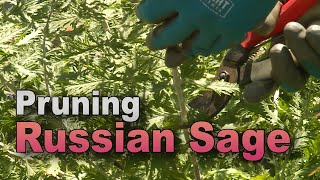 Tame Russian Sage – Trim Back Vigorous Growth [upl. by Octave]