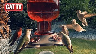 CAT TV For Cats To Watch  Majestic Bird and Squirrel Compilation  Dog TV 😼 🐶 [upl. by Ellehcyar]