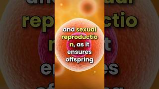 What is Meiosis 3D animation  cell division shorts [upl. by Sankaran24]