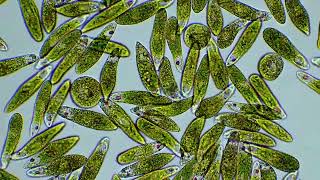 Euglena part plant part animal by Motic Europe [upl. by Peltier]