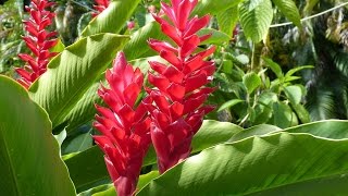 Amazing and Most Beautiful Heliconia Flowers Pictures [upl. by Edlin]