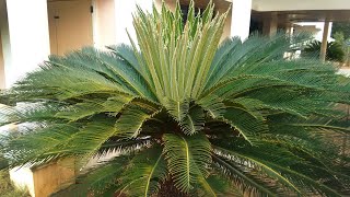 Female Bonsai Sago Palm Tree Cycas revoluta [upl. by Yeffej3]