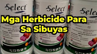 Mga Herbicide Para Sa Sibuyas [upl. by Alicsirp833]