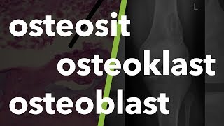 Kas ve İskelet Sistemi Terminolojisi osteosit osteoklast osteoblast 8 [upl. by Buckels743]