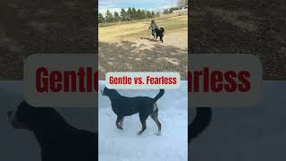 🐾 Swiss Giants FaceOff Bernese Mountain Dog vs Greater Swiss Mountain Dog 🏔️ shortvideo [upl. by Eelac342]