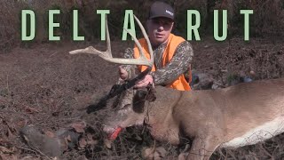 PUBLIC LAND Mississippi Delta Buck with a BOW [upl. by Eerb]