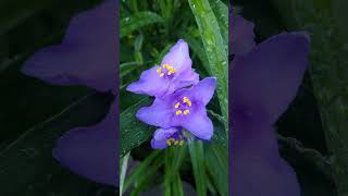 Tradescantia virginiana [upl. by Sadler]