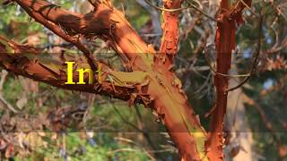 Interesting Madrone tree Facts [upl. by Nojed]