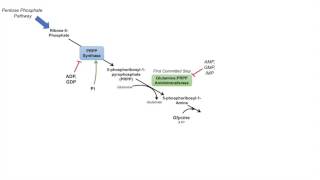 Purine Synthesis and Salvage Pathway [upl. by Veats920]