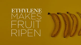 Ethylene What Makes Fruit Ripen [upl. by Callista]