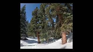 Montezuma Bowl Treebashin skiing abasin skiresorts ski [upl. by Carolan]