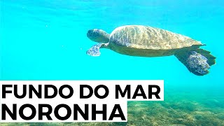 O que FAZER em FERNANDO DE NORONHA  NADANDO com TARTARUGAS e TUBARÕES  Ep02 [upl. by Ailemaj612]