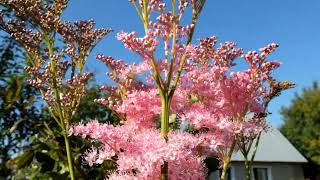 Лабазник красный «Венуста» Filipendula rubra Venusta [upl. by Strephonn]